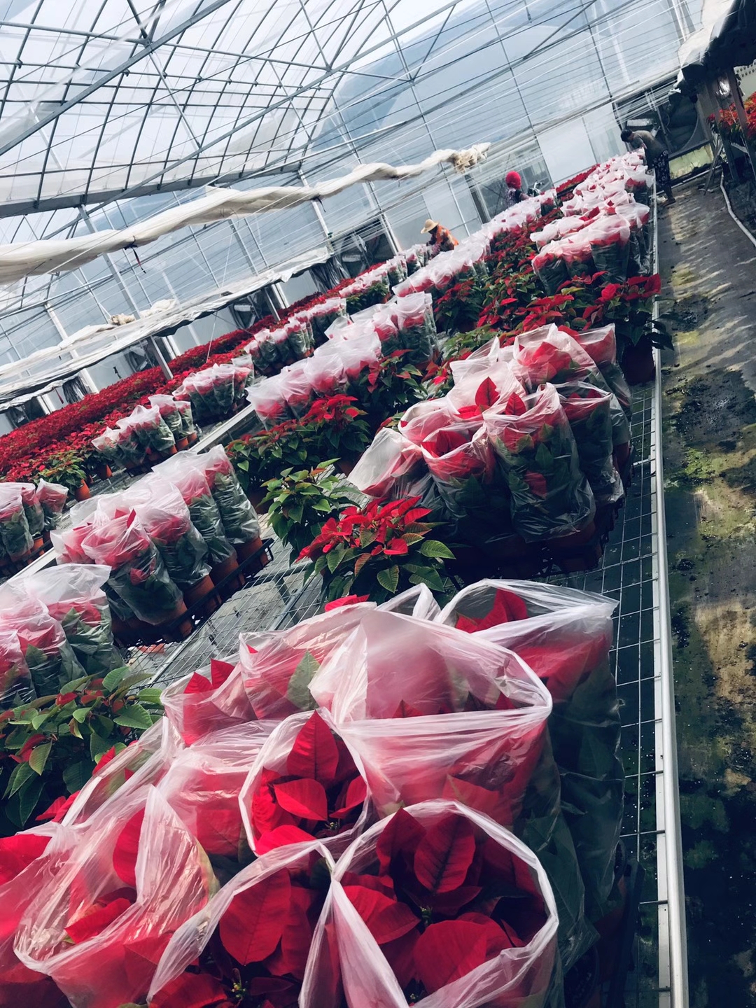 反季節 一品紅 反季節 一品紅